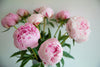 Waarom Velvet Peony de signatuurgeur is van Mari-Ve