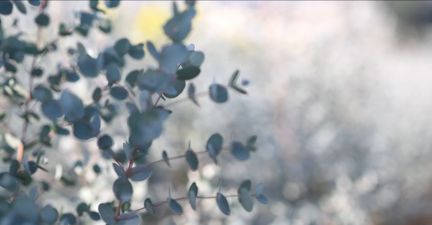Mari-Ve Eucalyptus afbeelding voor video