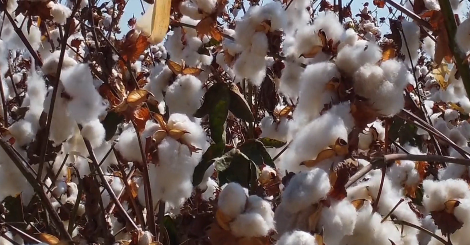 Mari-Ve Fresh Cotton afbeelding voor video