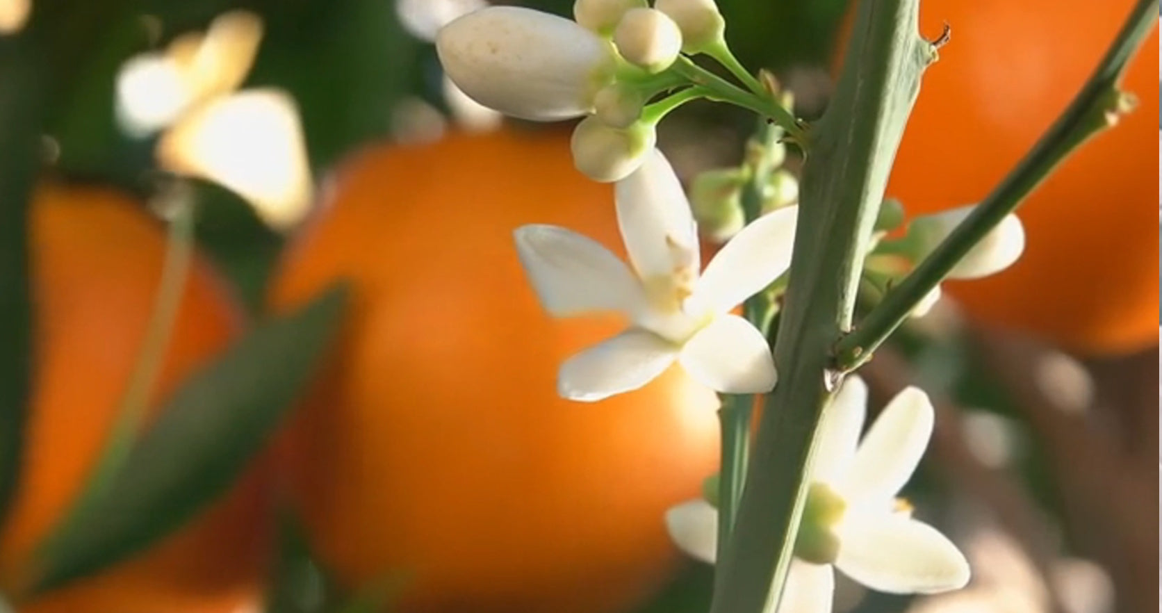 Mari-Ve Madagascan Vanille afbeelding voor  video