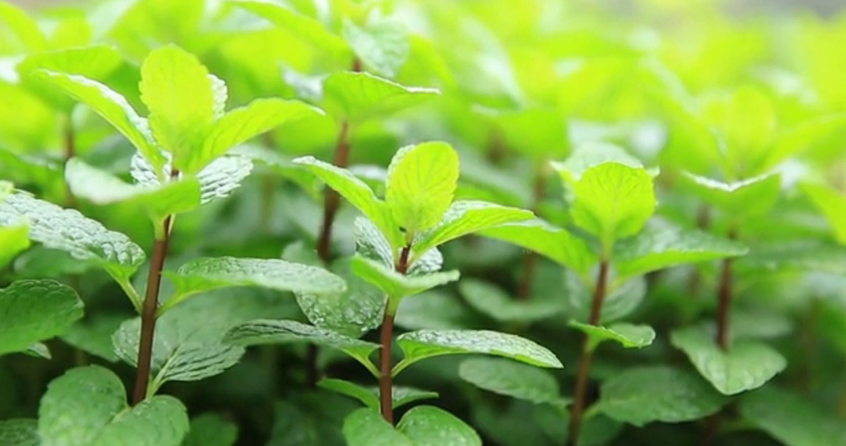 Mari-Ve Peppermint afbeedlding voor  video