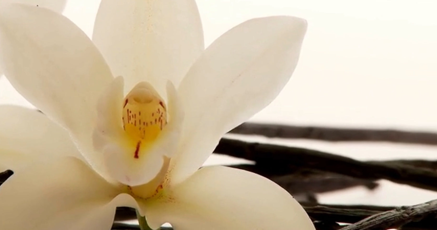 Mari-Ve Madagascan Vanille afbeelding voor video